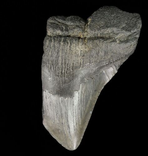 Partial, Megalodon Tooth - Georgia #57887
